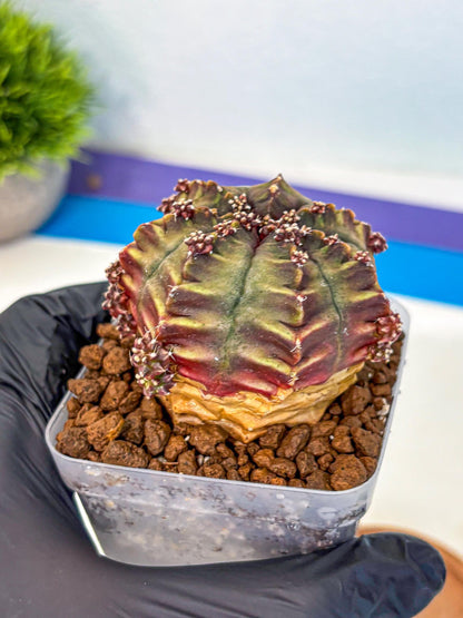 Gymnocalycium Aas DayDream (gy21) (09) | Rare Hybrids
