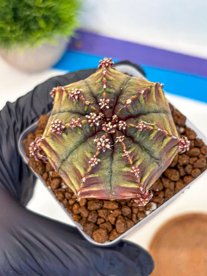 Gymnocalycium Aas DayDream (gy21) (09) | Rare Hybrids