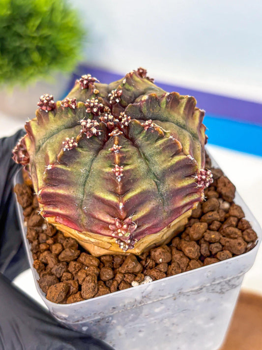 Gymnocalycium Aas DayDream (gy21) (09) | Rare Hybrids