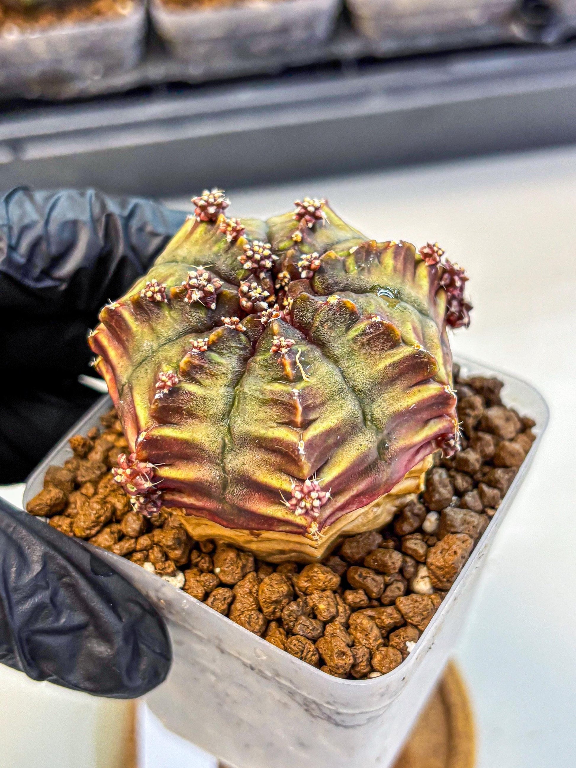 Gymnocalycium Aas DayDream (gy21) (09) | Rare Hybrids