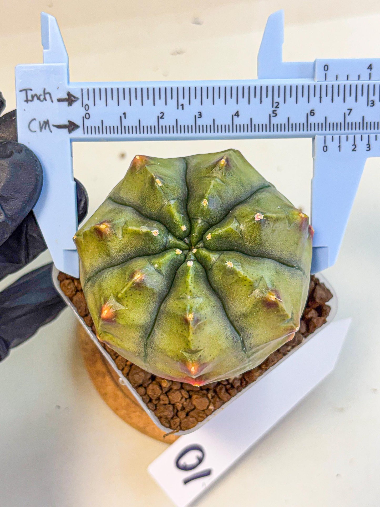 Gymnocalycium Aas DayDream (gy21) (10) | Rare Hybrids