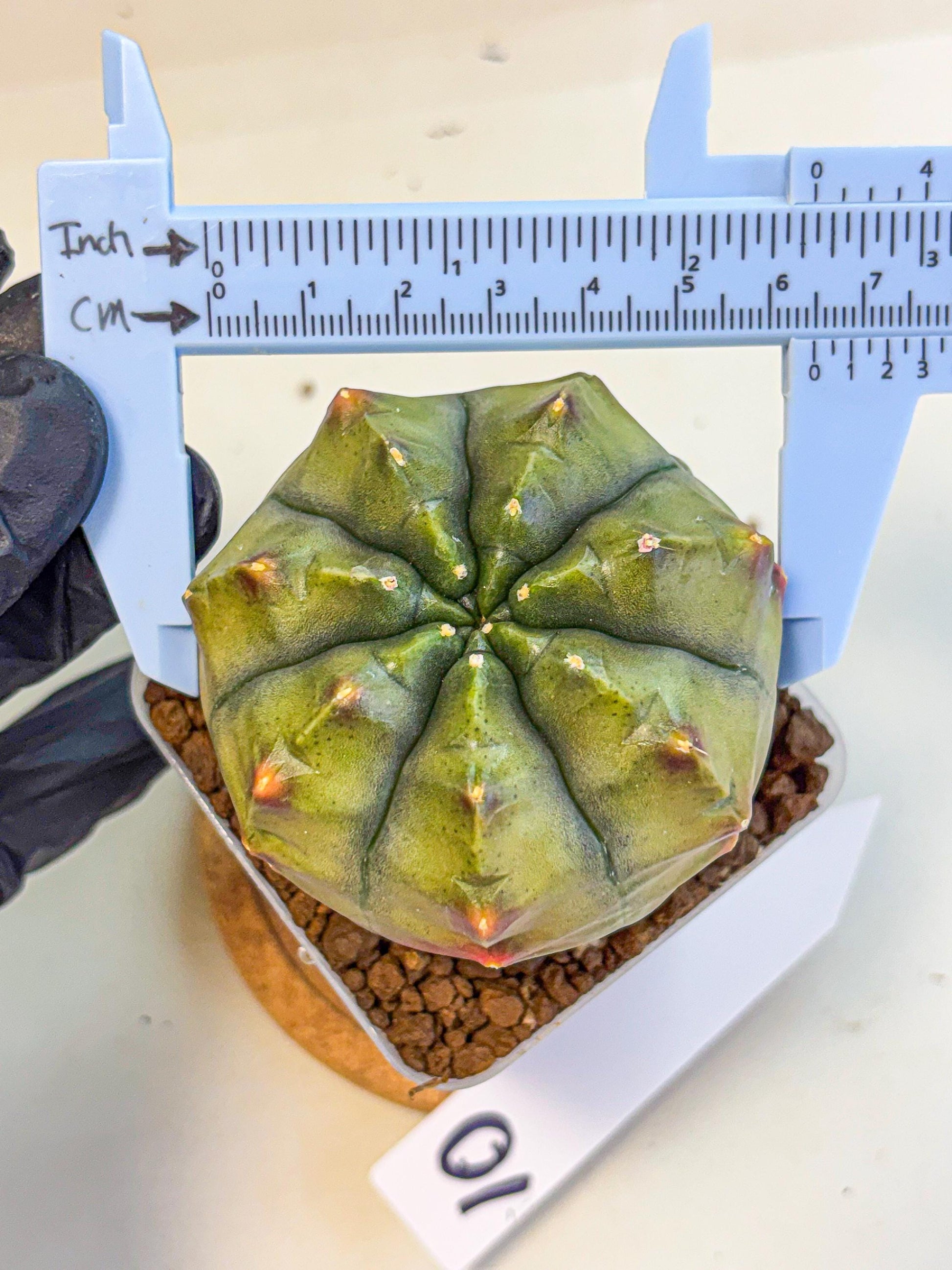 Gymnocalycium Aas DayDream (gy21) (10) | Rare Hybrids