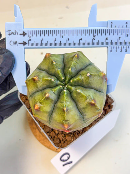 Gymnocalycium Aas DayDream (gy21) (10) | Rare Hybrids