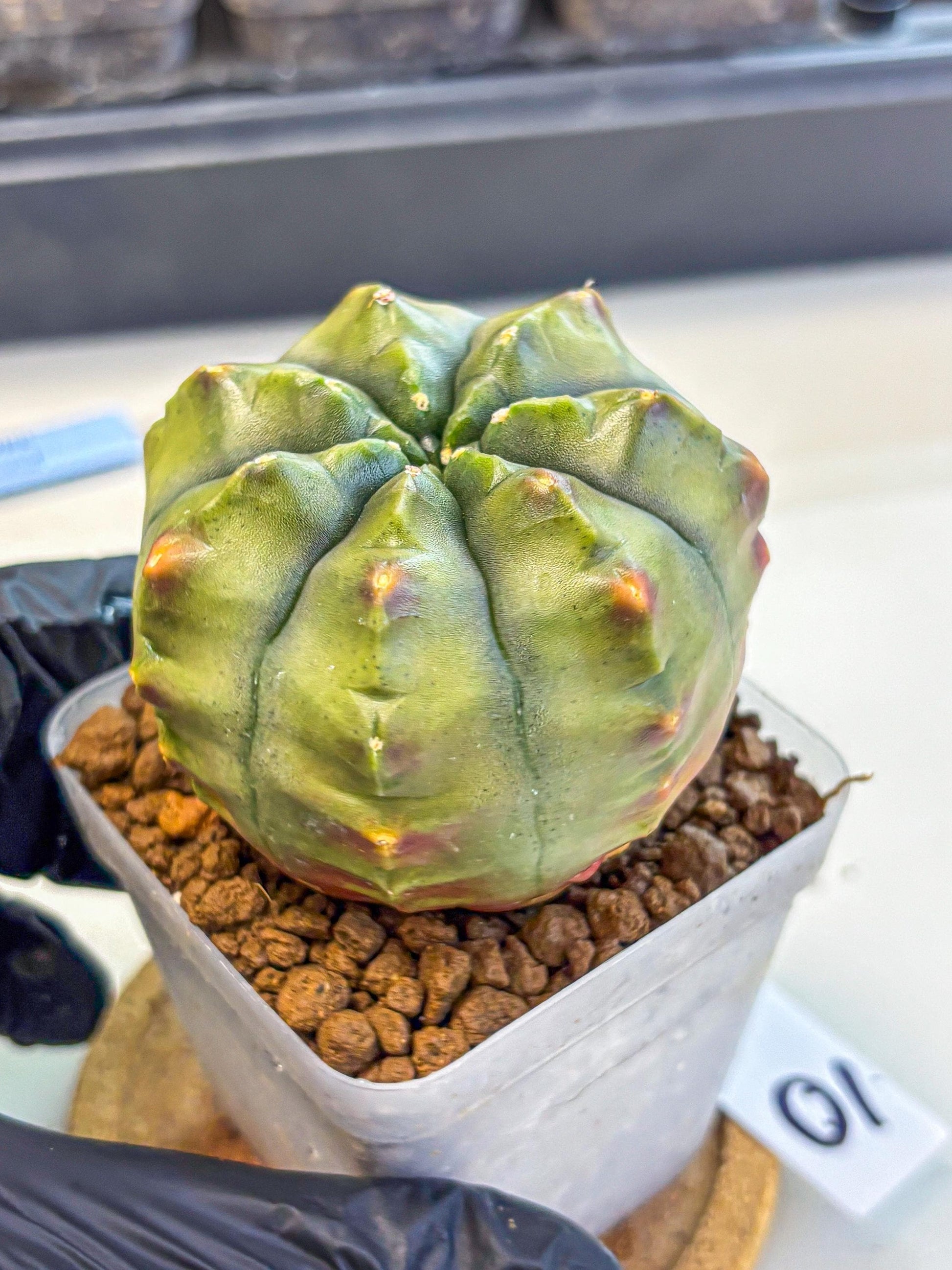 Gymnocalycium Aas DayDream (gy21) (10) | Rare Hybrids
