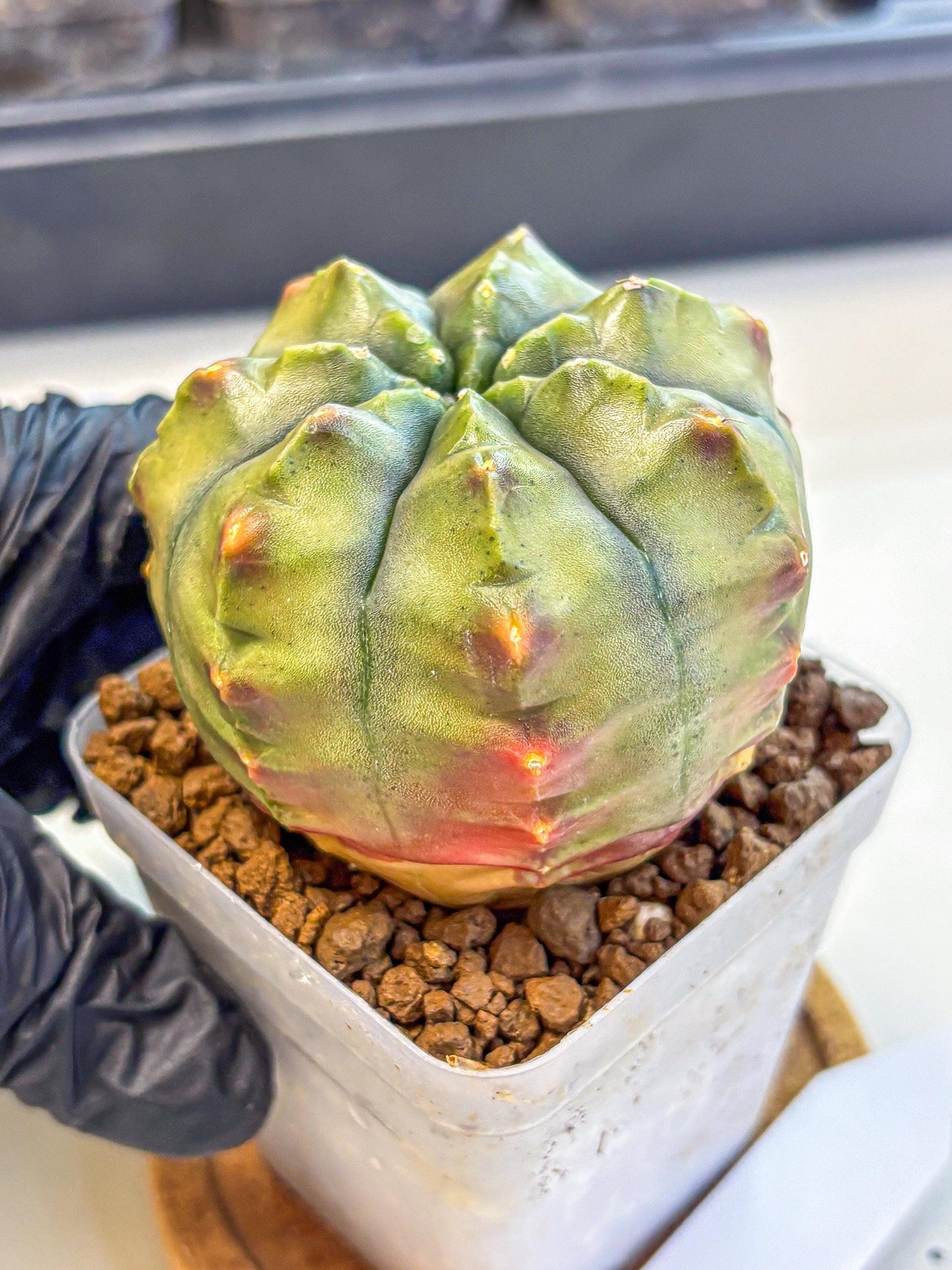 Gymnocalycium Aas DayDream (gy21) (10) | Rare Hybrids