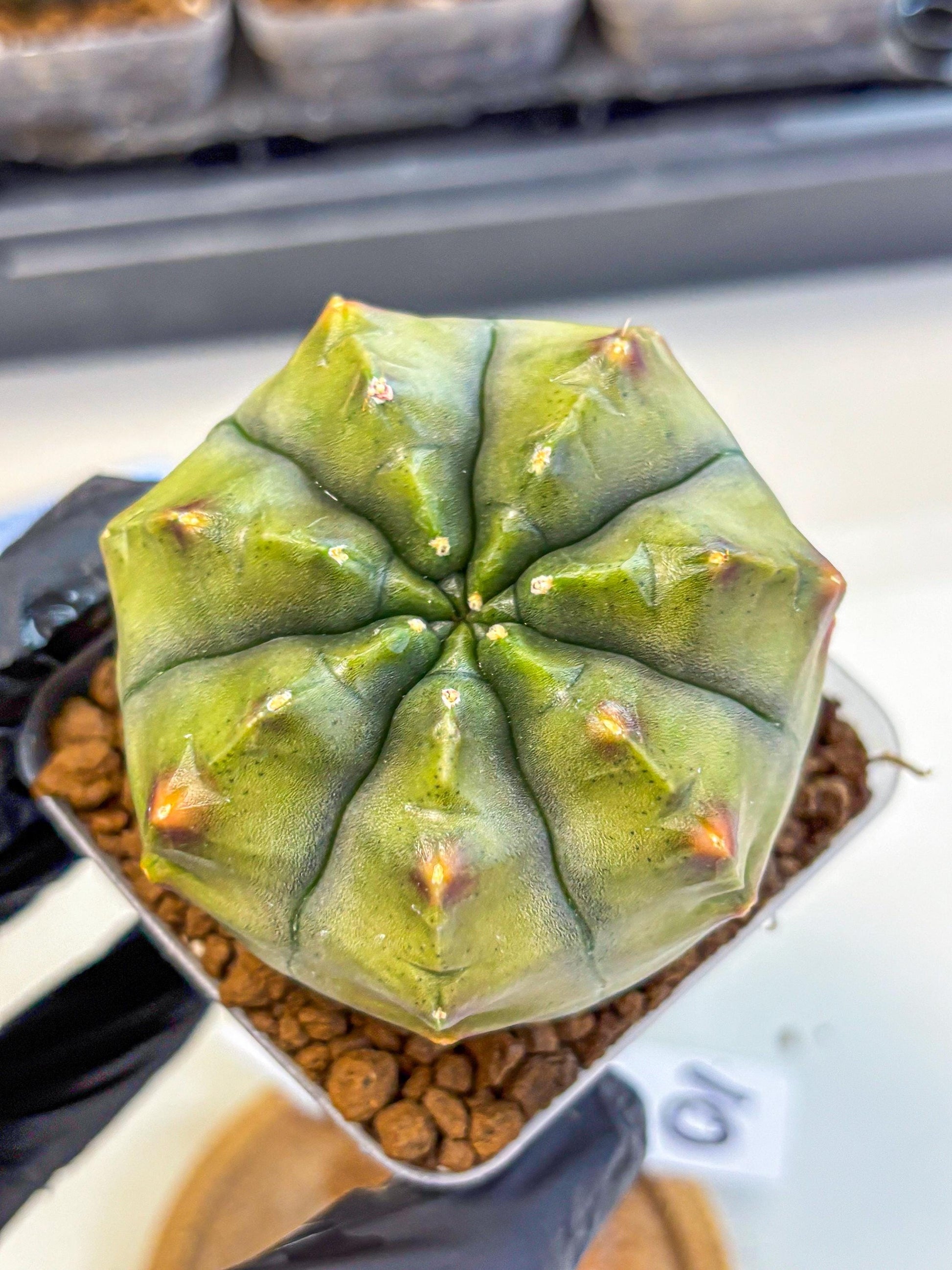 Gymnocalycium Aas DayDream (gy21) (10) | Rare Hybrids