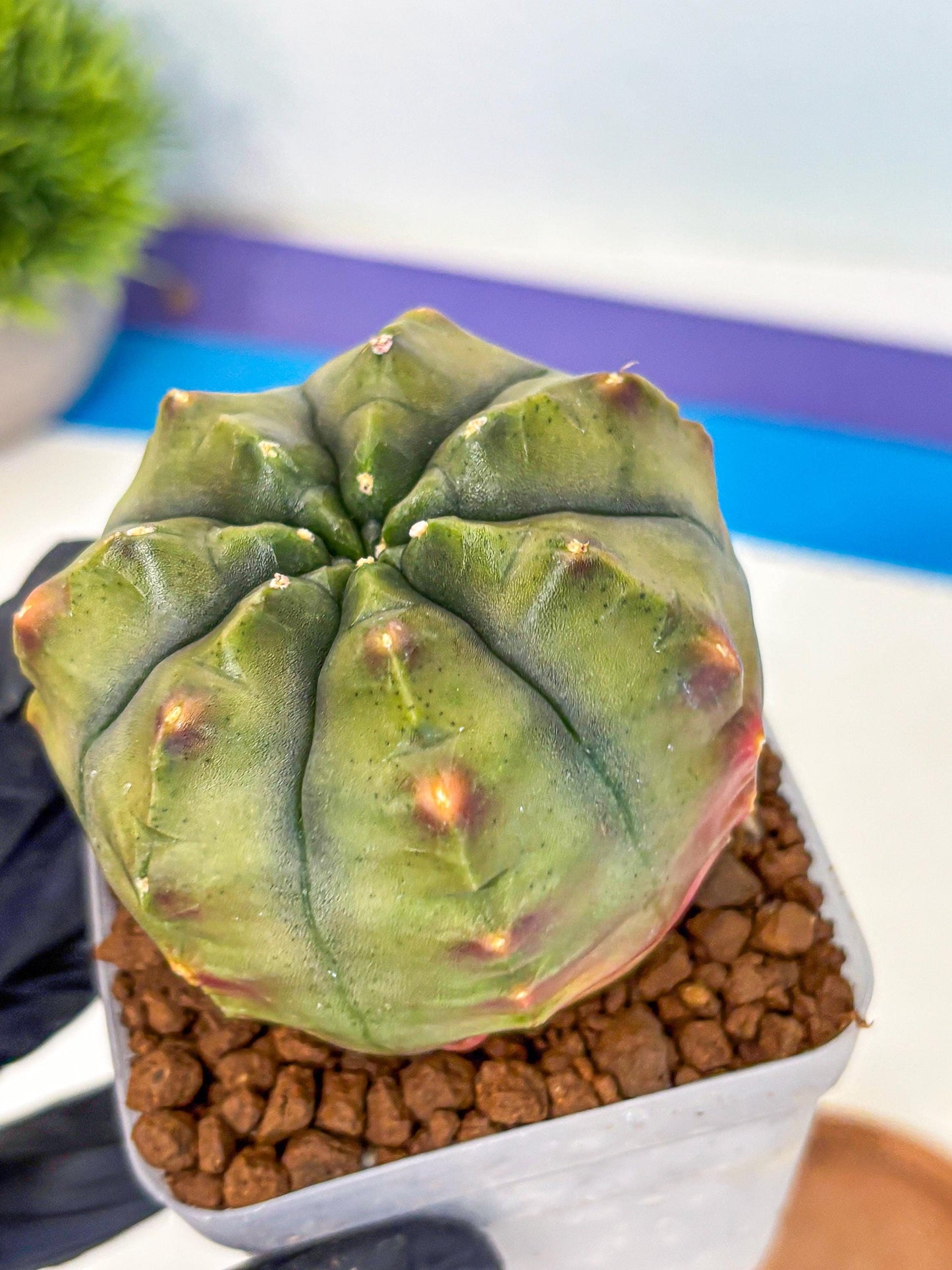 Gymnocalycium Aas DayDream (gy21) (10) | Rare Hybrids