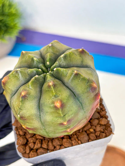 Gymnocalycium Aas DayDream (gy21) (10) | Rare Hybrids