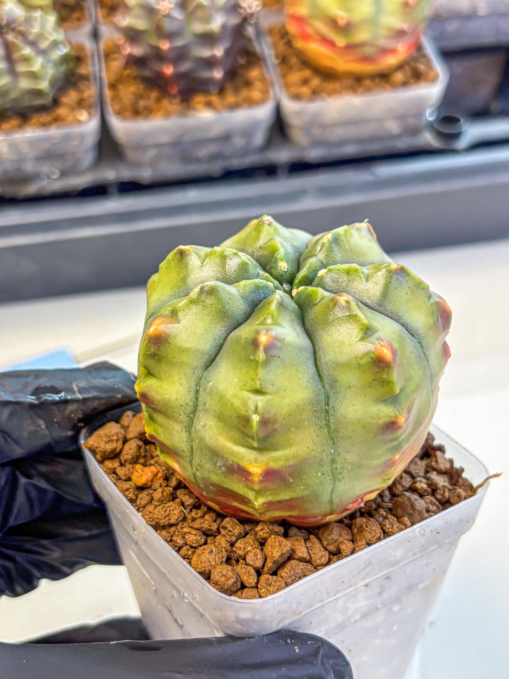 Gymnocalycium Aas DayDream (gy21) (10) | Rare Hybrids