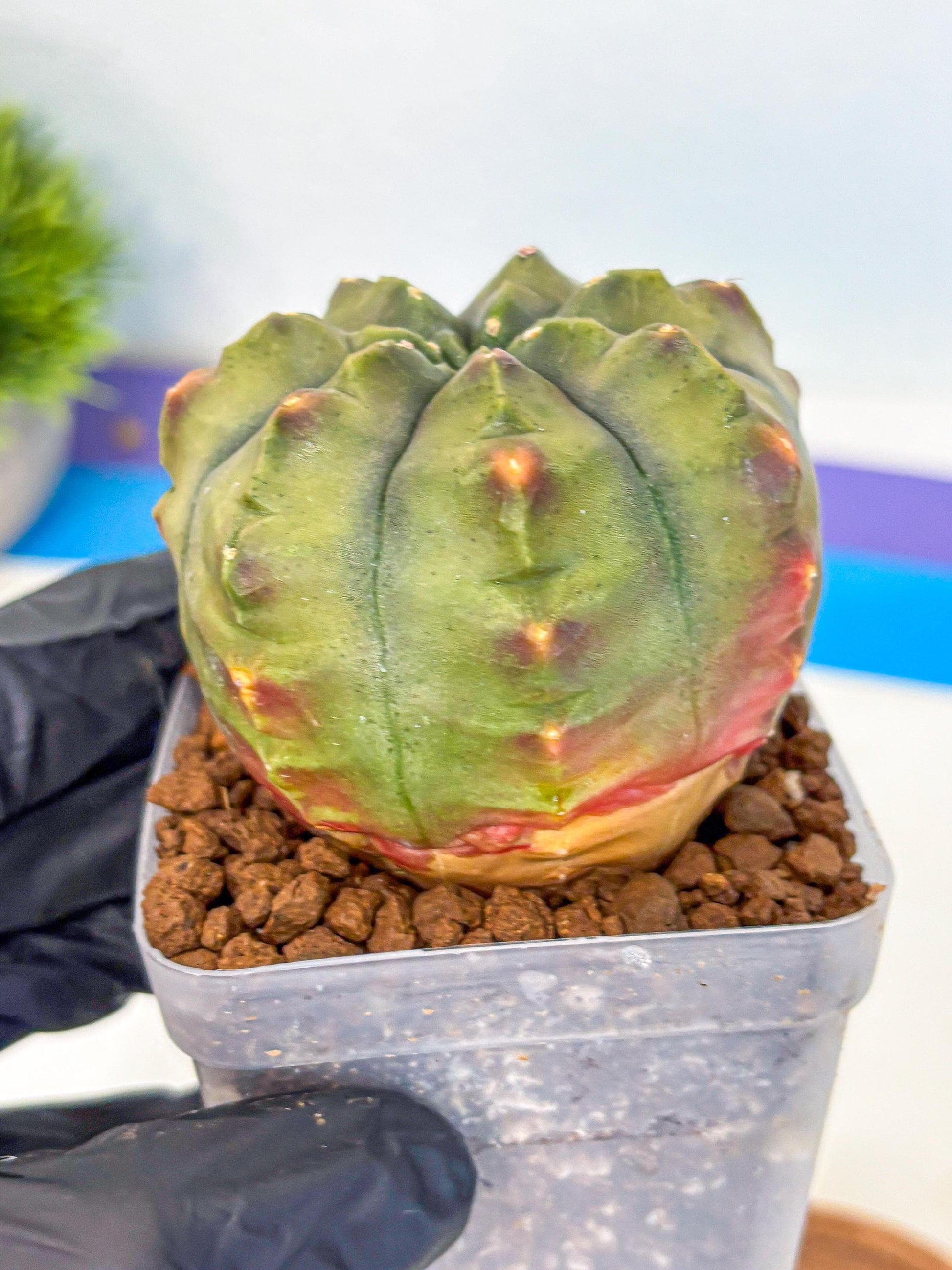 Gymnocalycium Aas DayDream (gy21) (10) | Rare Hybrids