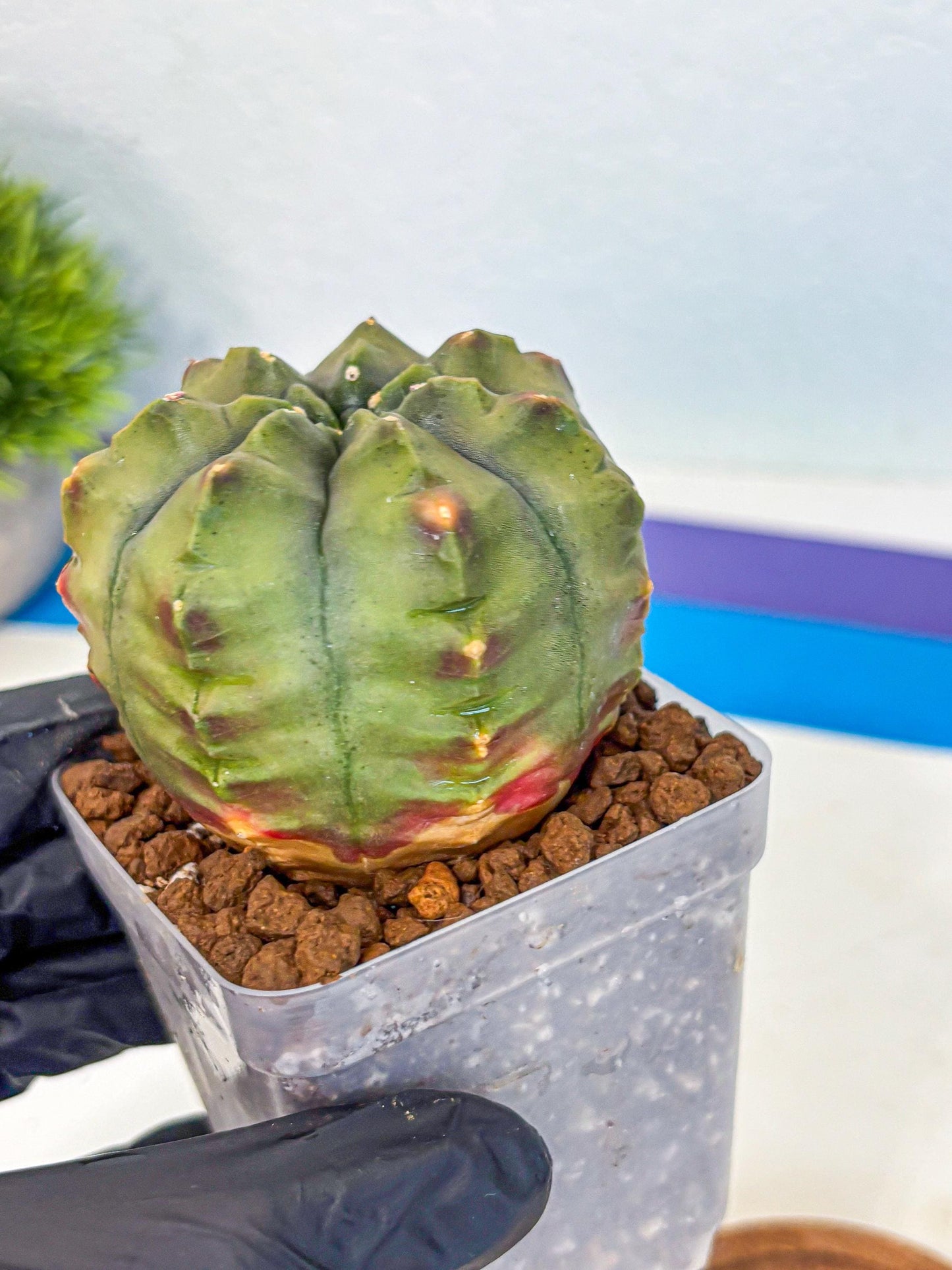 Gymnocalycium Aas DayDream (gy21) (10) | Rare Hybrids