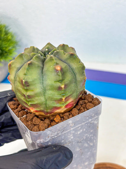 Gymnocalycium Aas DayDream (gy21) (10) | Rare Hybrids