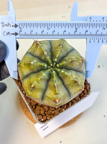 Gymnocalycium Aas DayDream (gy21) (11) | Rare Hybrids