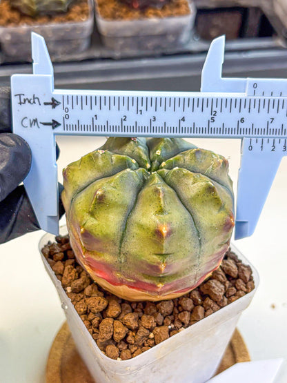 Gymnocalycium Aas DayDream (gy21) (11) | Rare Hybrids