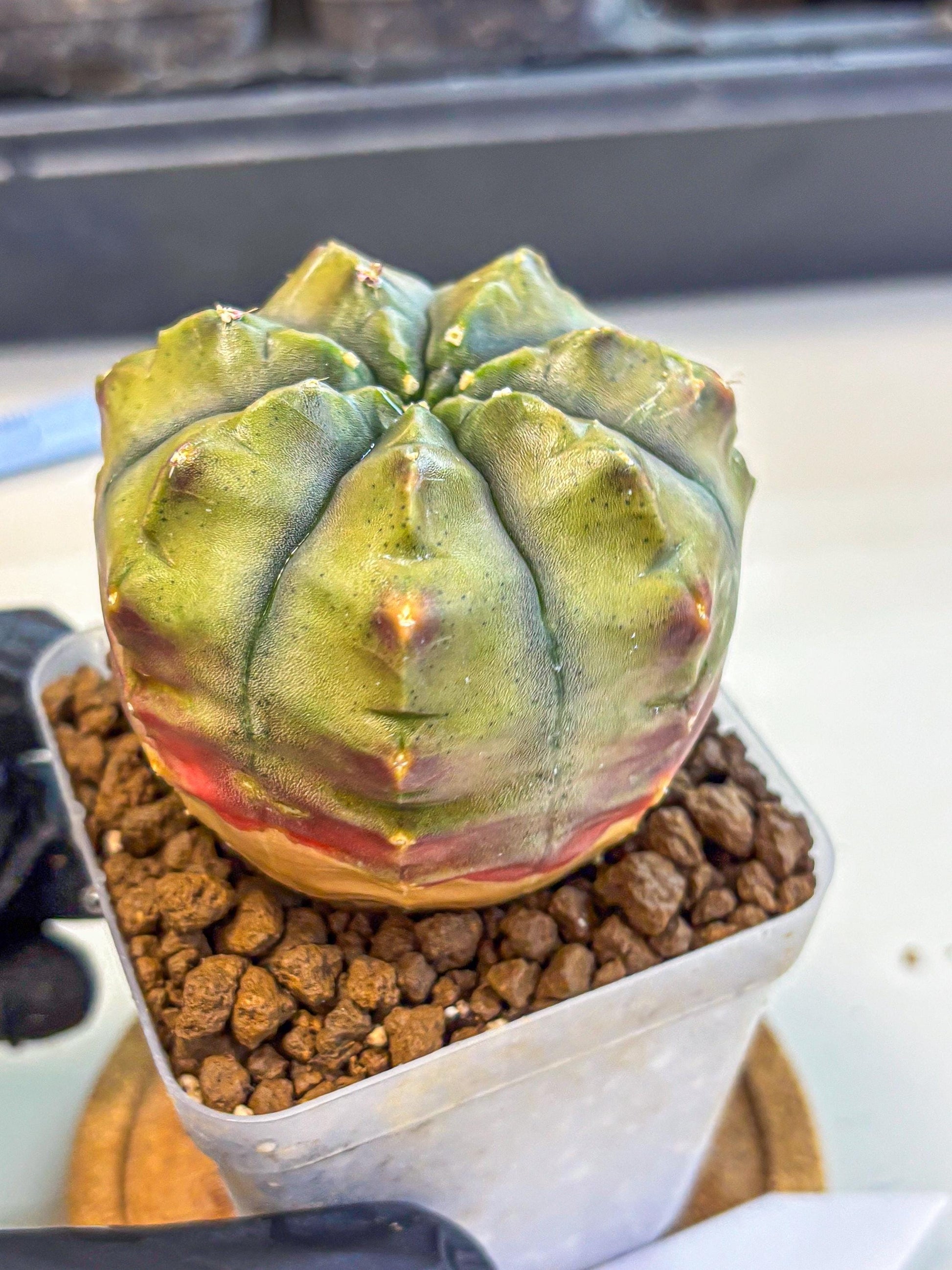 Gymnocalycium Aas DayDream (gy21) (11) | Rare Hybrids