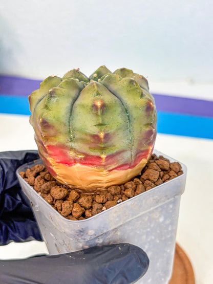 Gymnocalycium Aas DayDream (gy21) (11) | Rare Hybrids