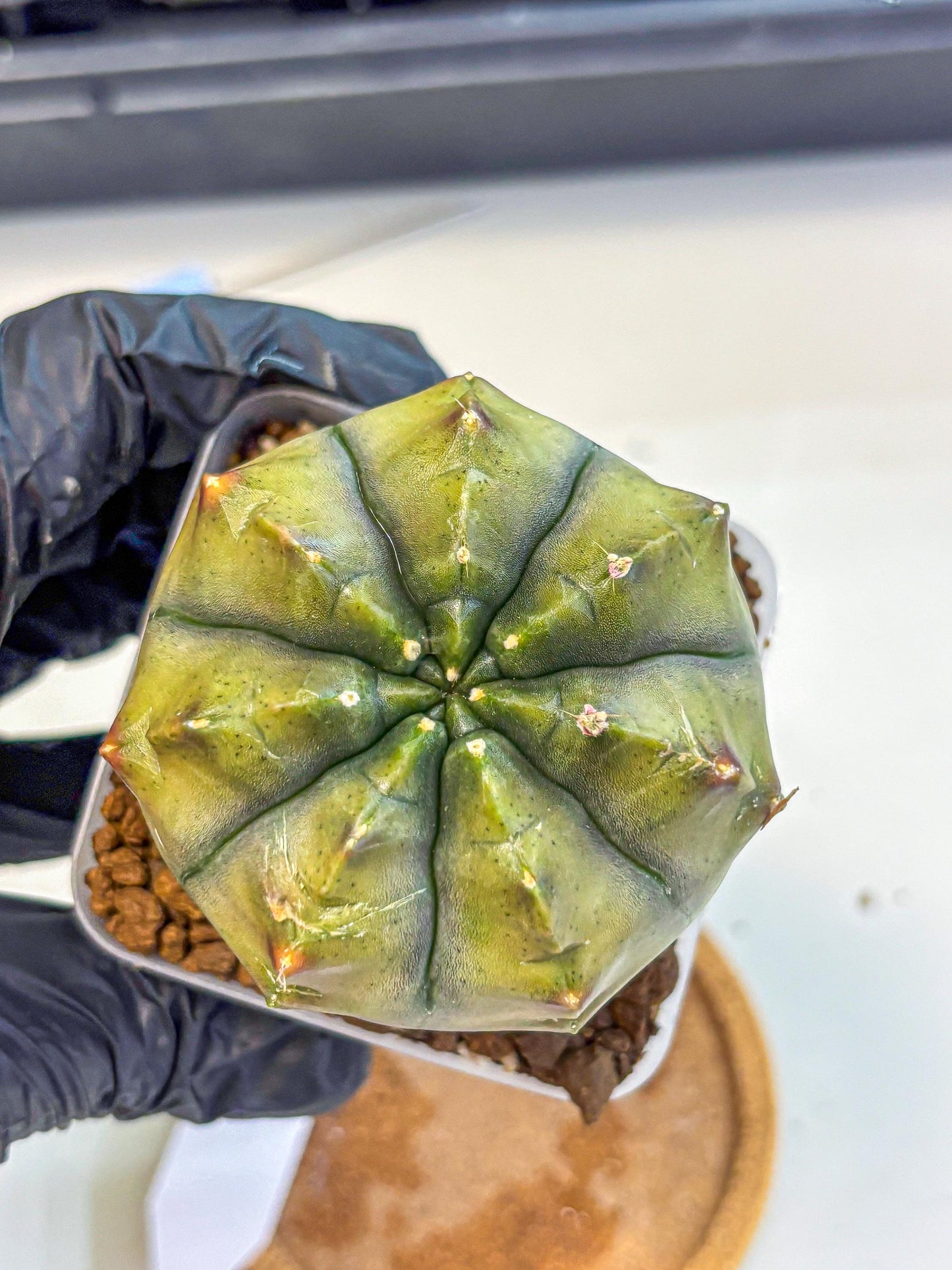 Gymnocalycium Aas DayDream (gy21) (11) | Rare Hybrids