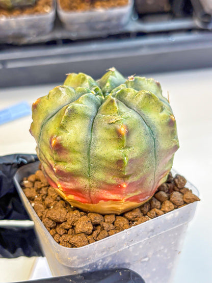 Gymnocalycium Aas DayDream (gy21) (11) | Rare Hybrids