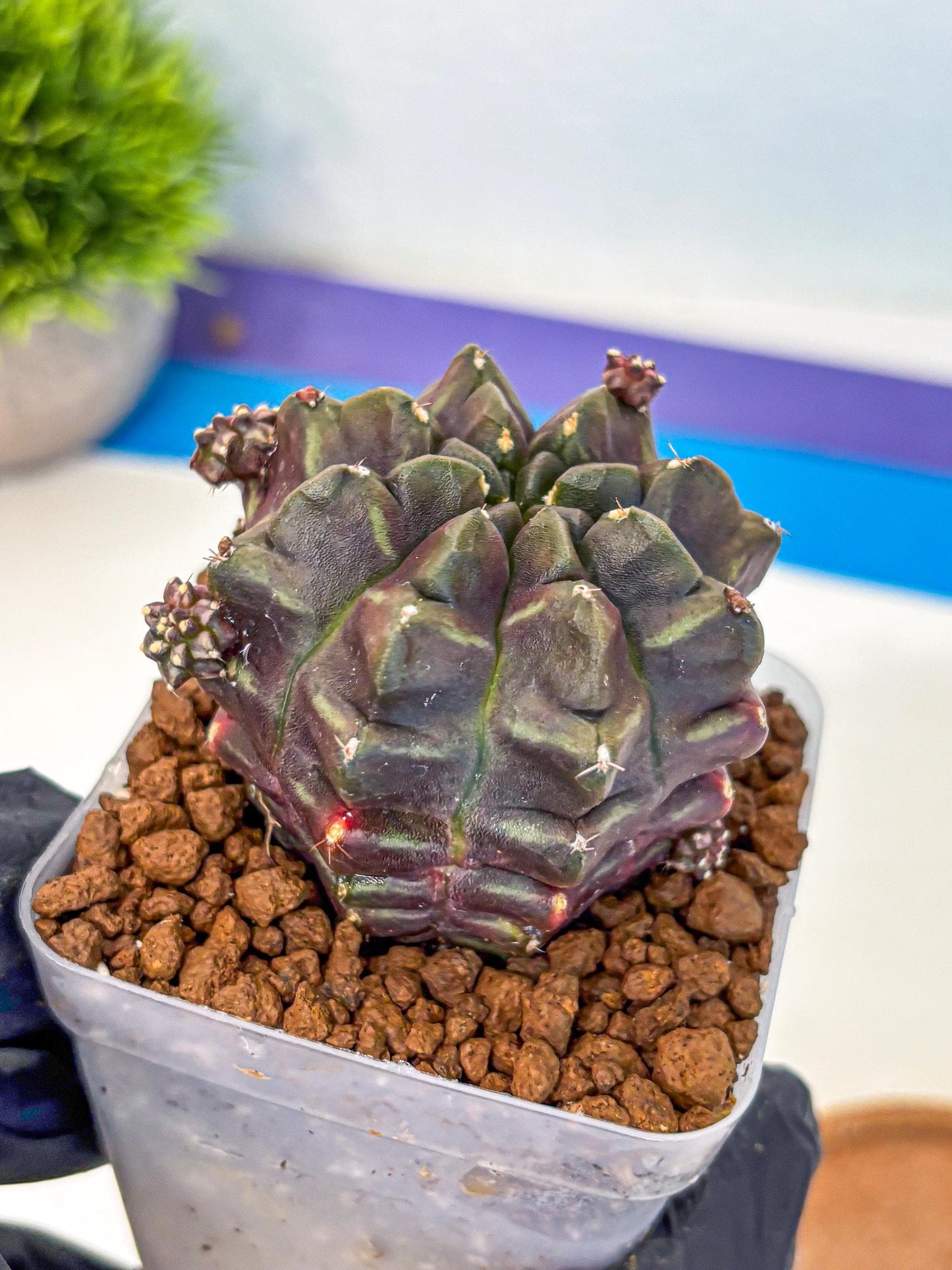 Gymnocalycium Aas DayDream (gy21) (12) | Rare Hybrids