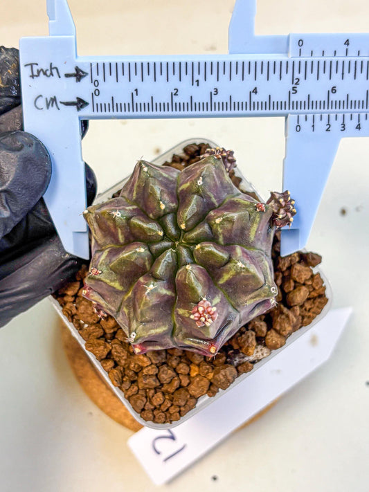 Gymnocalycium Aas DayDream (gy21) (12) | Rare Hybrids