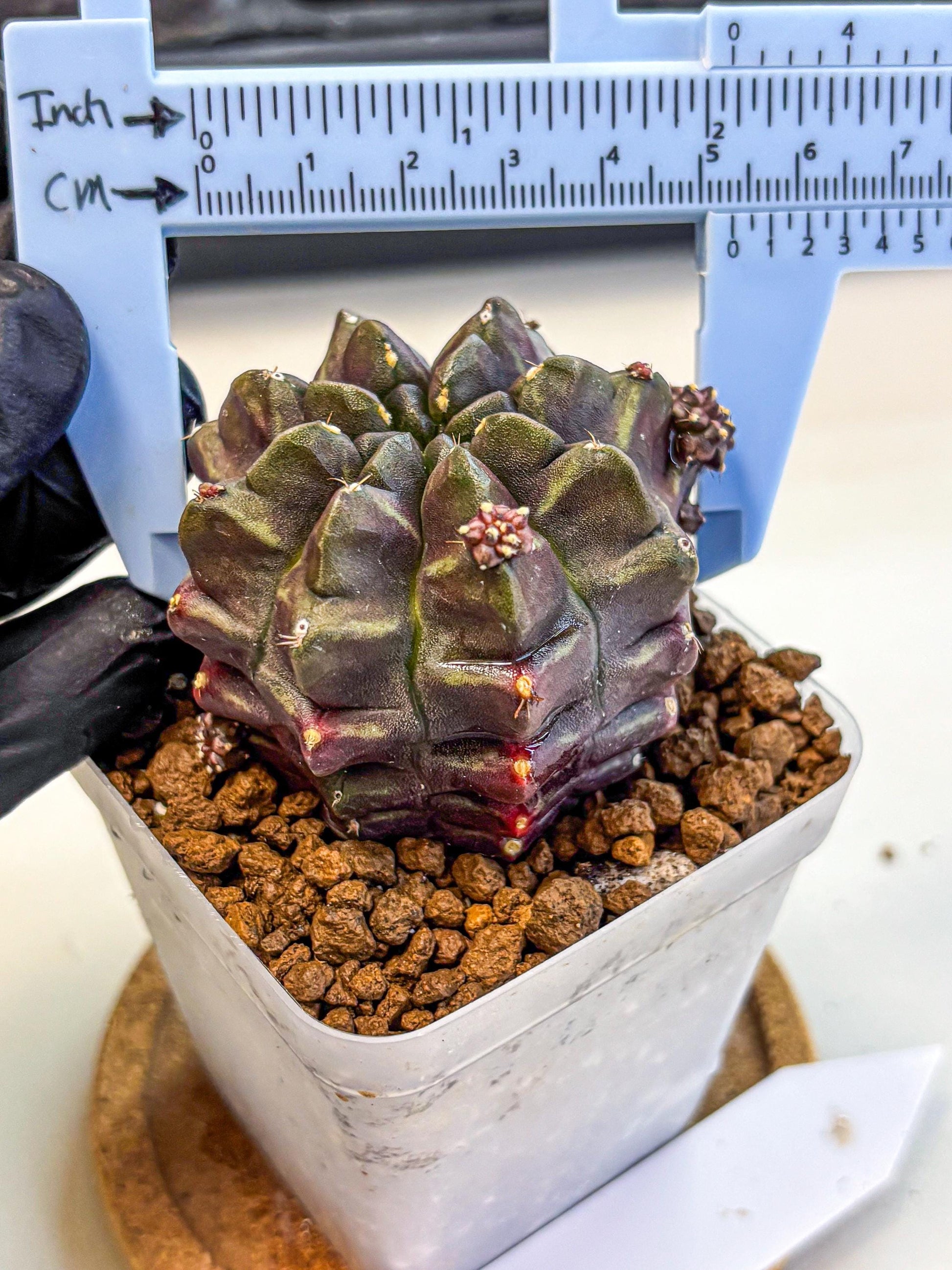 Gymnocalycium Aas DayDream (gy21) (12) | Rare Hybrids