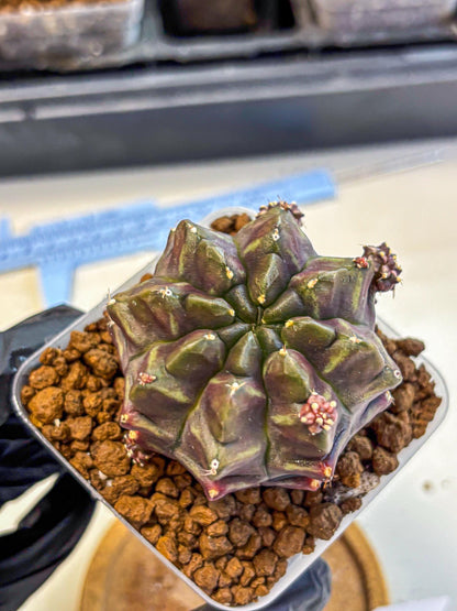 Gymnocalycium Aas DayDream (gy21) (12) | Rare Hybrids