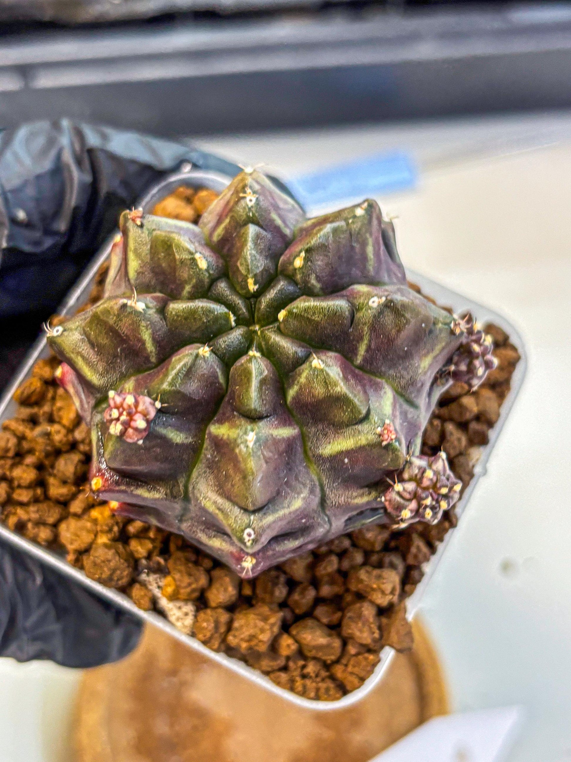 Gymnocalycium Aas DayDream (gy21) (12) | Rare Hybrids