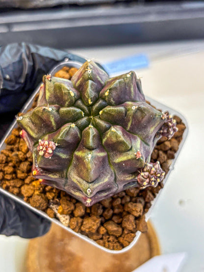 Gymnocalycium Aas DayDream (gy21) (12) | Rare Hybrids