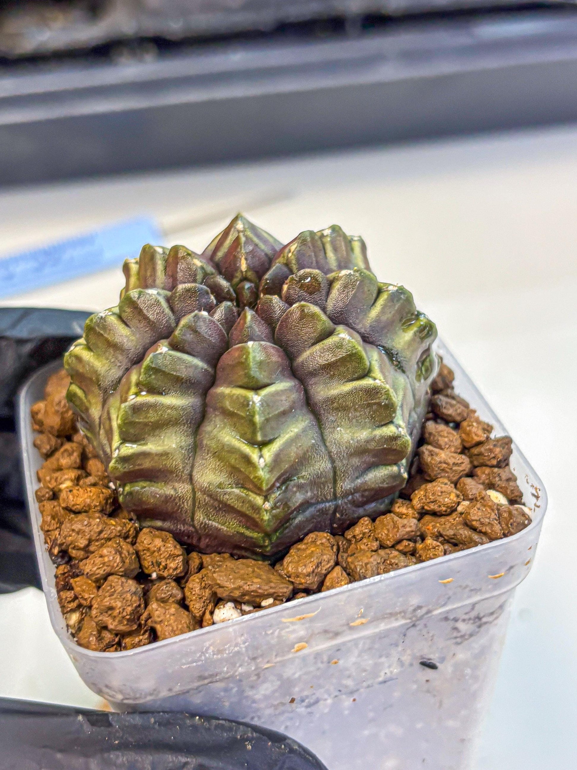 Gymnocalycium Aas DayDream (gy21) (14) | Rare Hybrids
