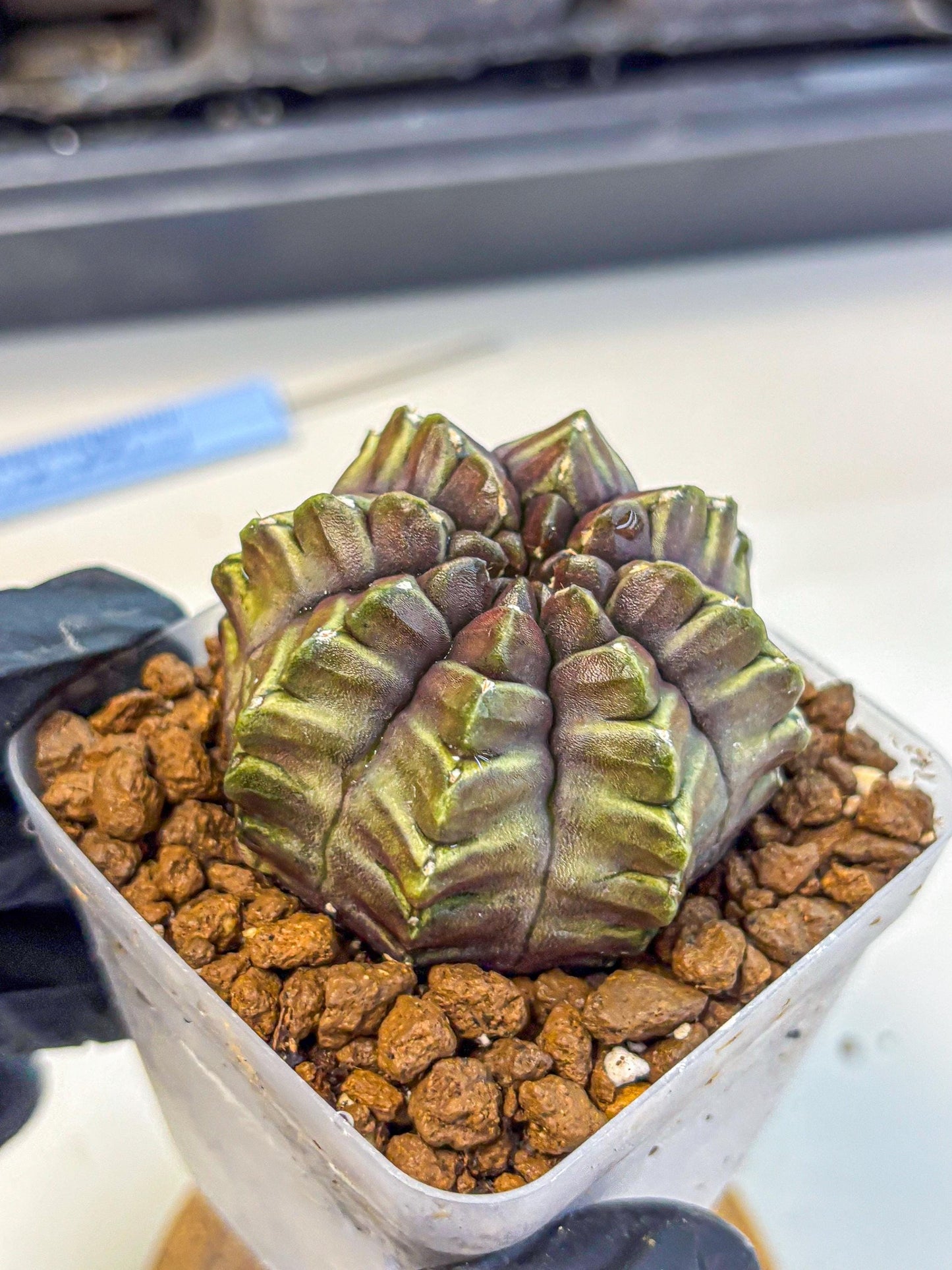 Gymnocalycium Aas DayDream (gy21) (14) | Rare Hybrids