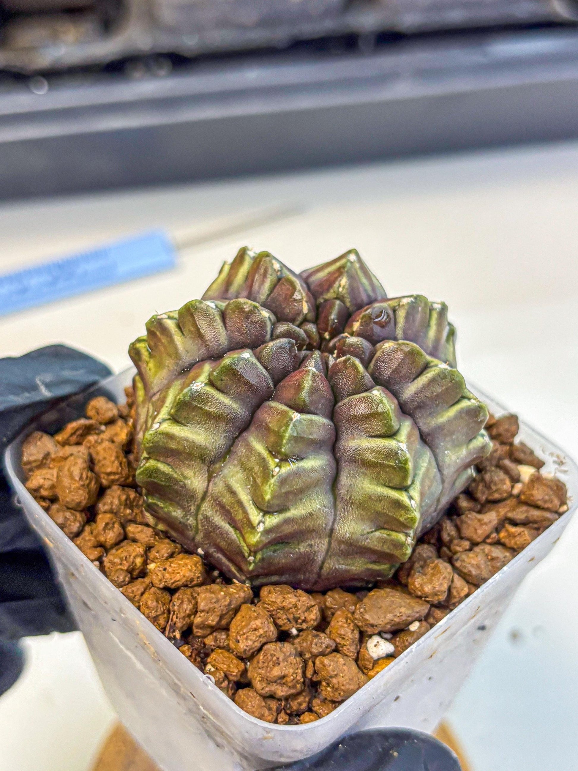 Gymnocalycium Aas DayDream (gy21) (14) | Rare Hybrids
