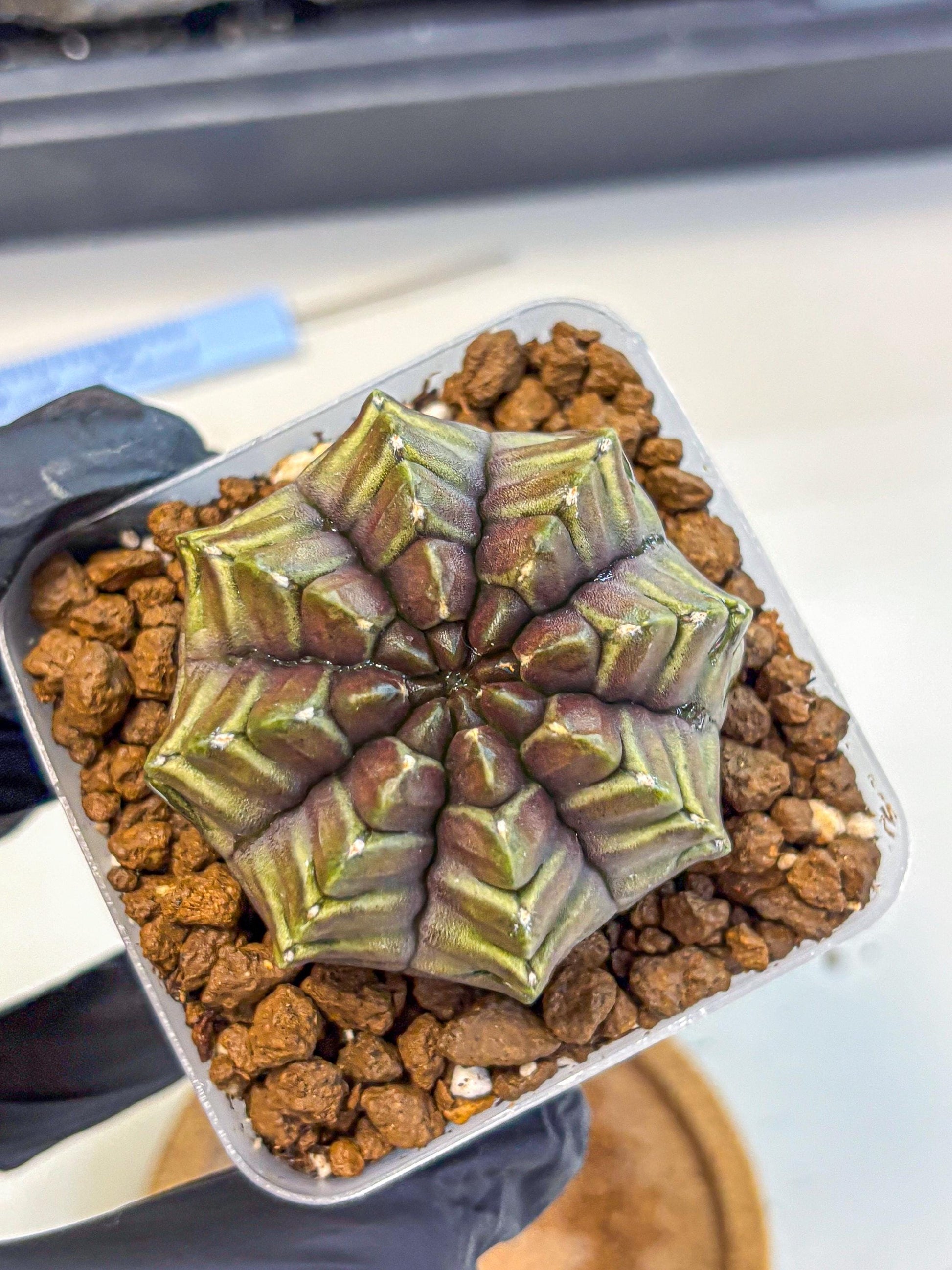 Gymnocalycium Aas DayDream (gy21) (14) | Rare Hybrids