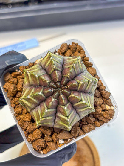 Gymnocalycium Aas DayDream (gy21) (14) | Rare Hybrids
