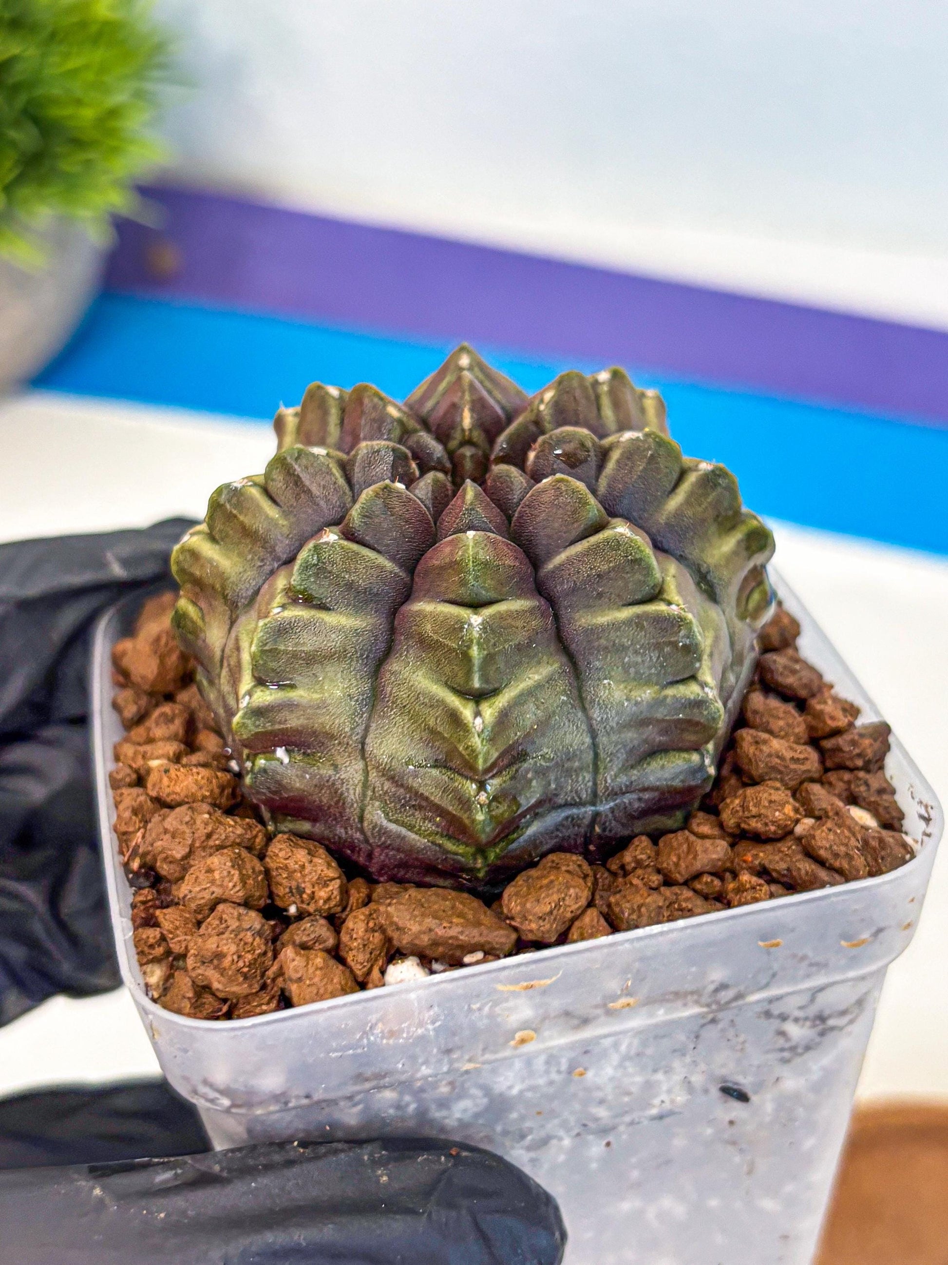 Gymnocalycium Aas DayDream (gy21) (14) | Rare Hybrids