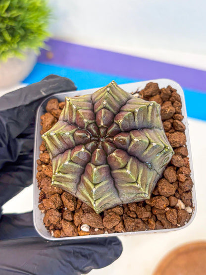 Gymnocalycium Aas DayDream (gy21) (14) | Rare Hybrids