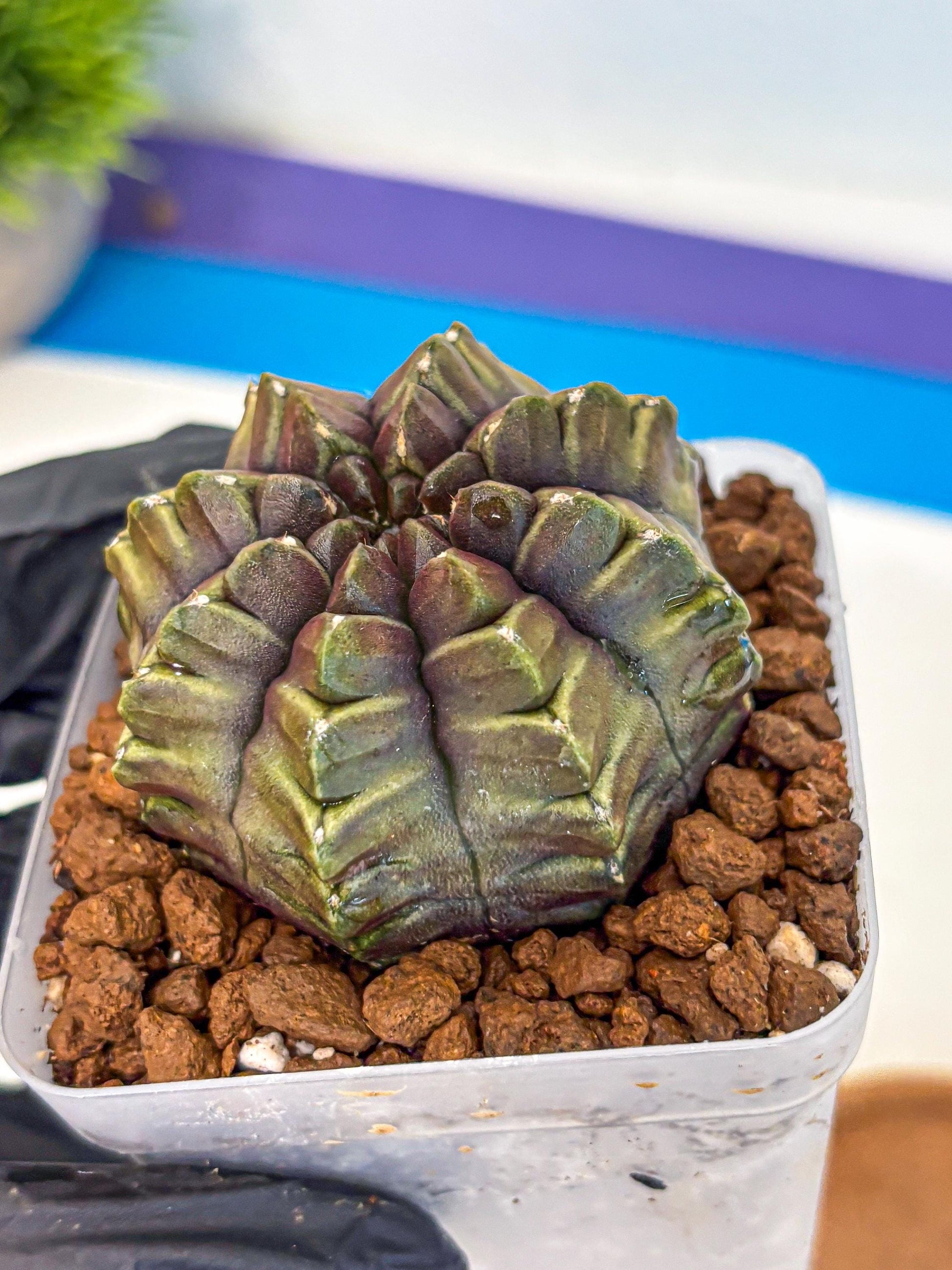 Gymnocalycium Aas DayDream (gy21) (14) | Rare Hybrids