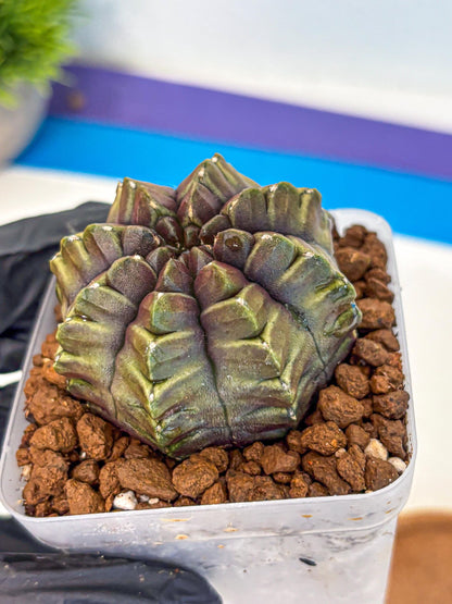 Gymnocalycium Aas DayDream (gy21) (14) | Rare Hybrids