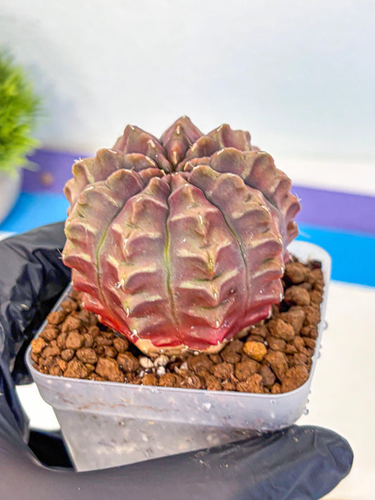 Gymnocalycium Aas DayDream (gy21) (15) | Rare Hybrids