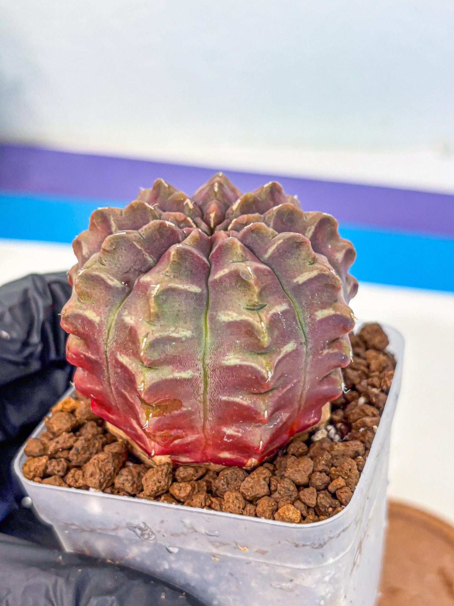 Gymnocalycium Aas DayDream (gy21) (15) | Rare Hybrids