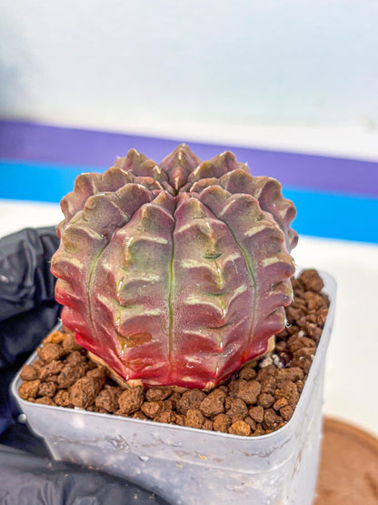Gymnocalycium Aas DayDream (gy21) (15) | Rare Hybrids