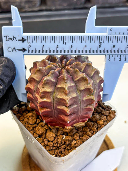 Gymnocalycium Aas DayDream (gy21) (15) | Rare Hybrids