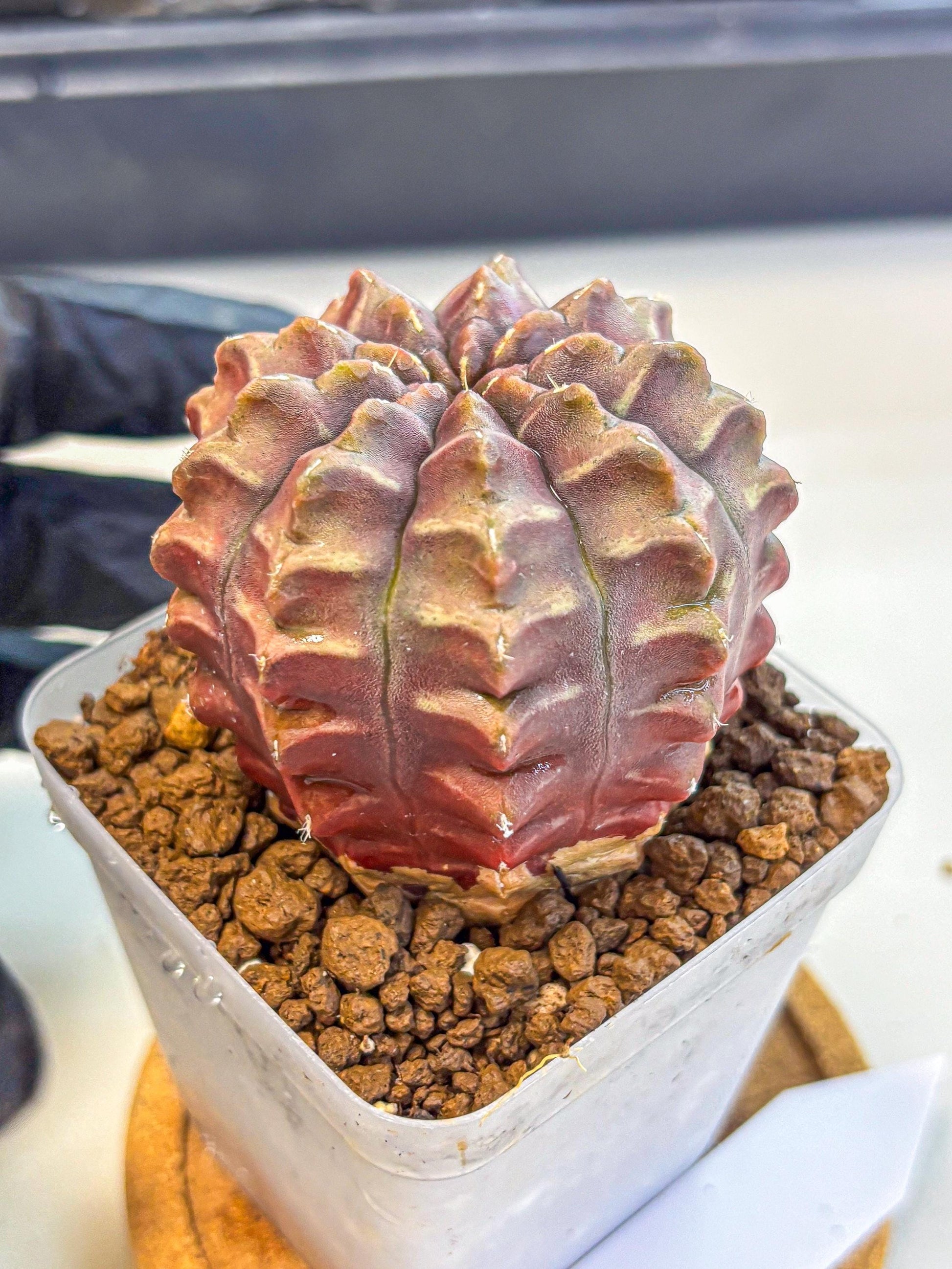 Gymnocalycium Aas DayDream (gy21) (15) | Rare Hybrids