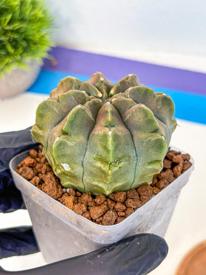 Gymnocalycium Aas DayDream (gy21) (16) | Rare Hybrids