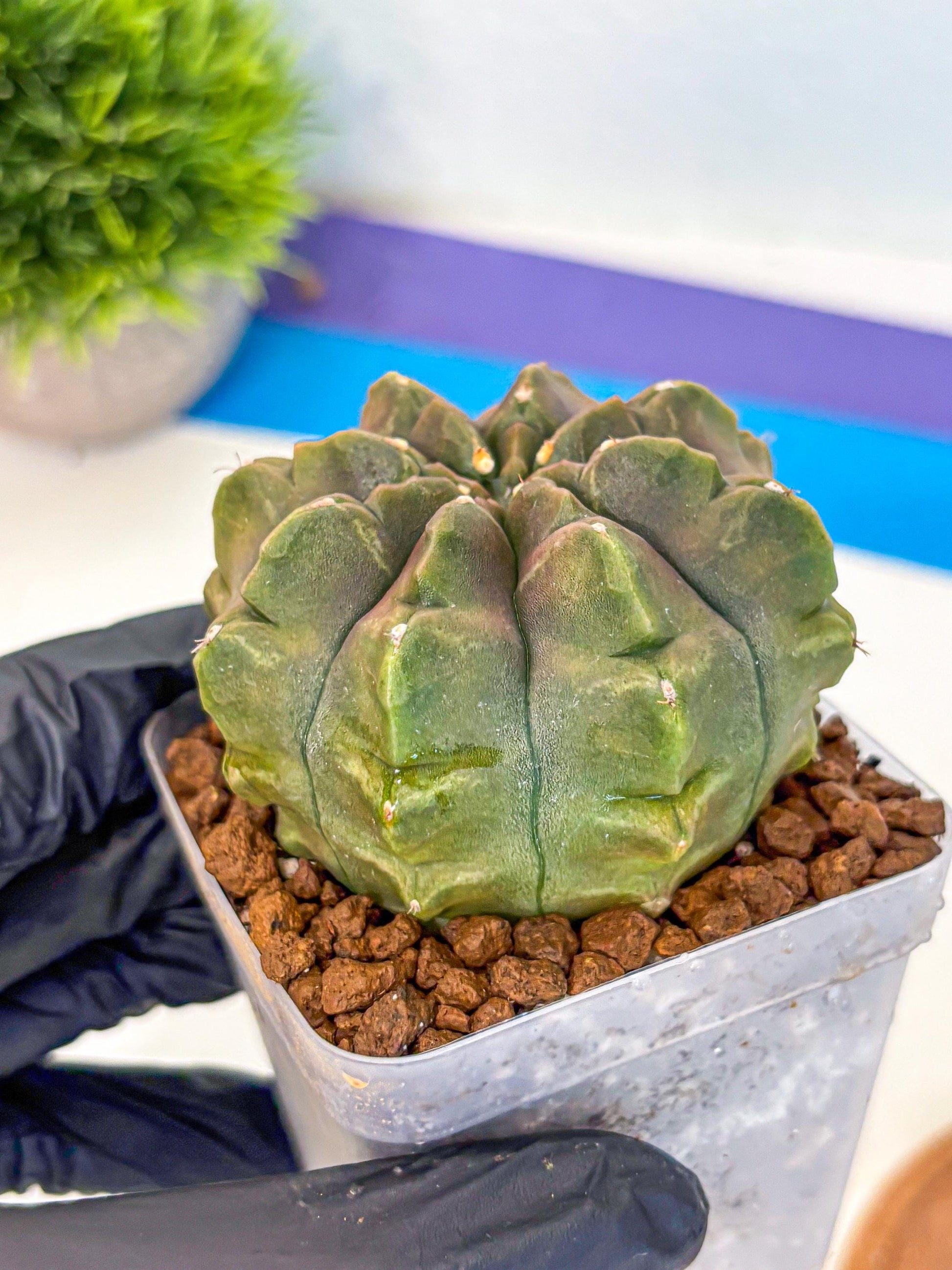 Gymnocalycium Aas DayDream (gy21) (16) | Rare Hybrids