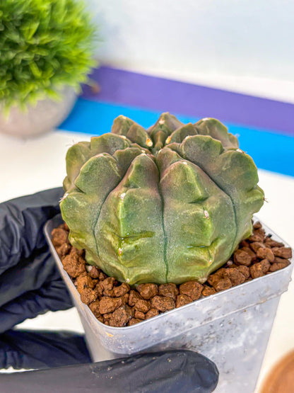 Gymnocalycium Aas DayDream (gy21) (16) | Rare Hybrids