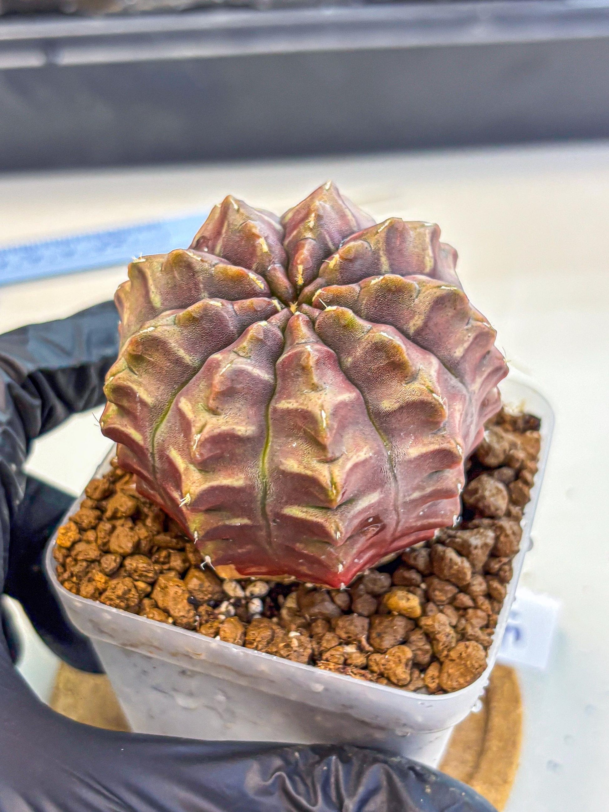 Gymnocalycium Aas DayDream (gy21) (15) | Rare Hybrids