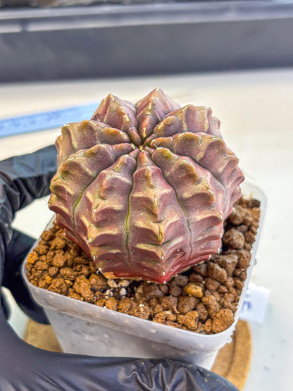 Gymnocalycium Aas DayDream (gy21) (15) | Rare Hybrids