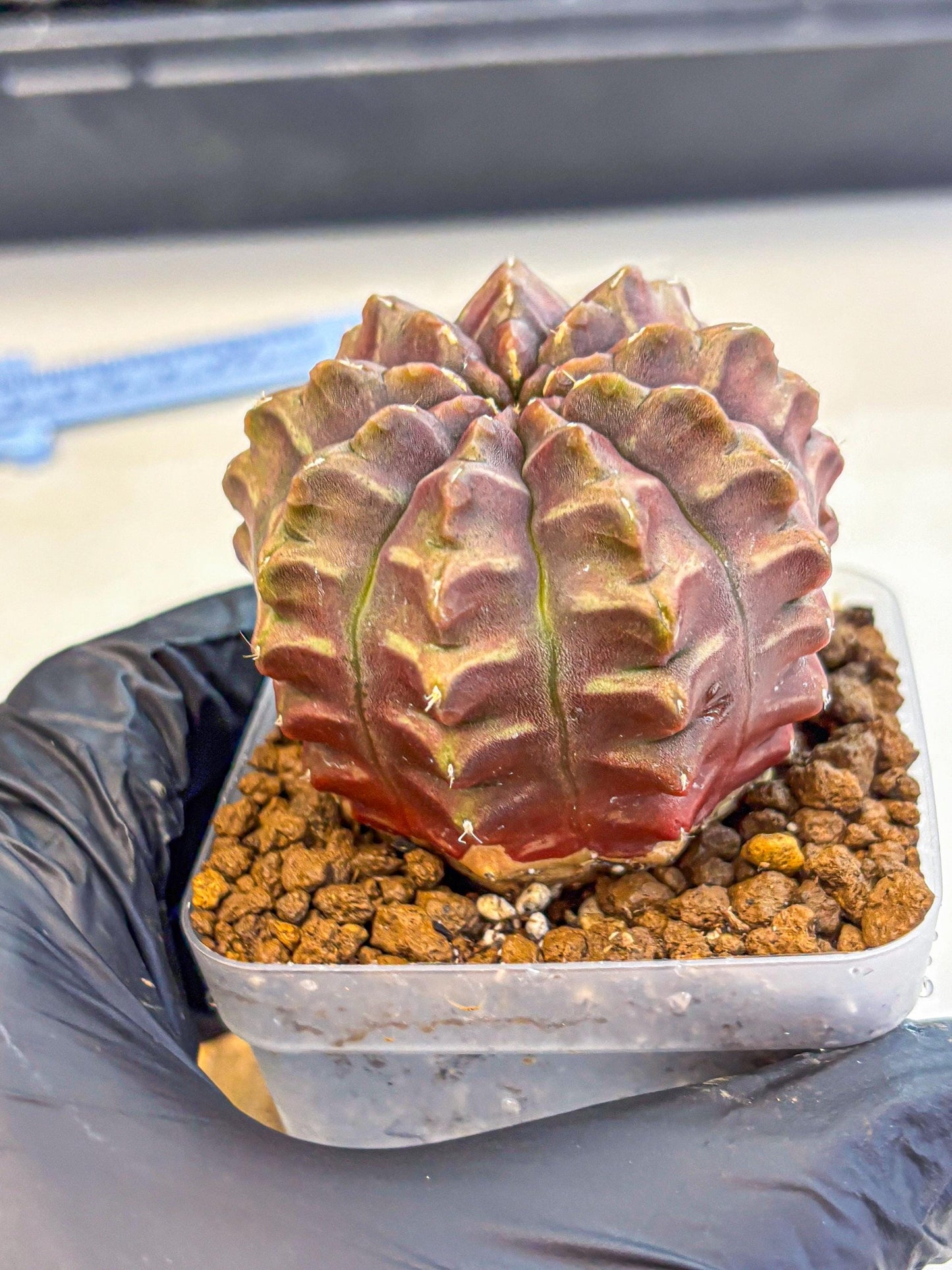 Gymnocalycium Aas DayDream (gy21) (15) | Rare Hybrids