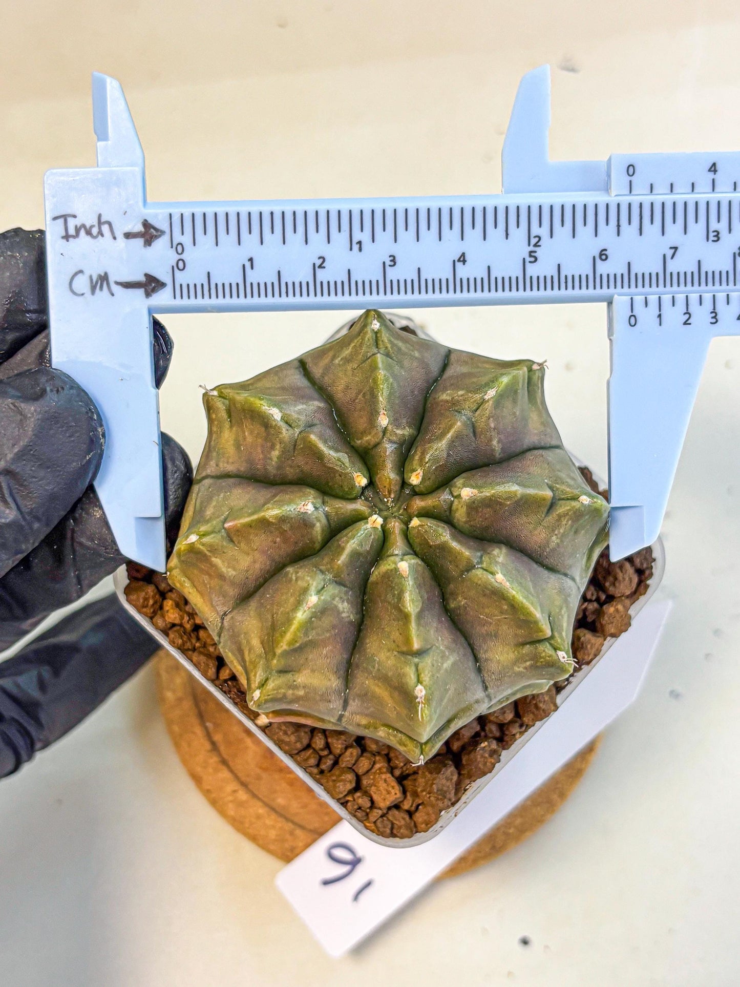 Gymnocalycium Aas DayDream (gy21) (16) | Rare Hybrids