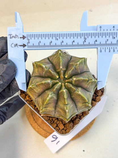 Gymnocalycium Aas DayDream (gy21) (16) | Rare Hybrids
